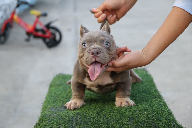 อเมริกันบูลลี่ Bully รูปที่ 2