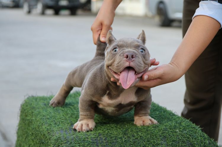 อเมริกันบูลลี่ Bully