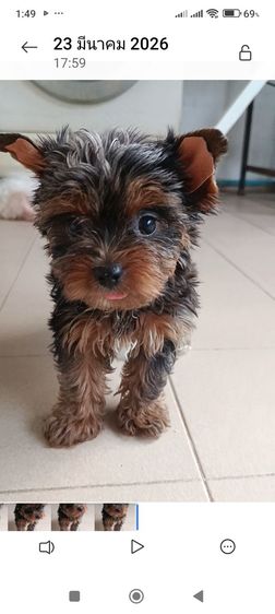 ยอร์คเชียร์ เทอร์เรีย (Yorkshire Terrier) เล็ก ลูกยอร์คเชียร์สีเมอร ผู้หญิง ราคาพิเศษ