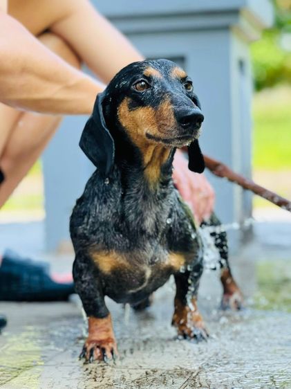 พ่อพันธุ์มินิดัชชุน รูปที่ 3