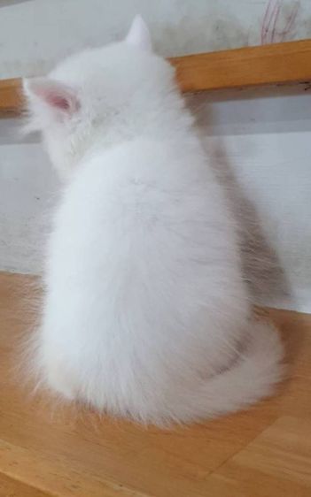 ขายลูกแมวผู้ พระรามสองเทียนทะเล20 ชาย แข็งแรงสดใสร่าเริง รูปที่ 2