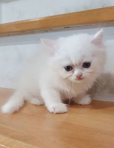 ขายลูกแมวผู้ พระรามสองเทียนทะเล20 ชาย แข็งแรงสดใสร่าเริง รูปที่ 5