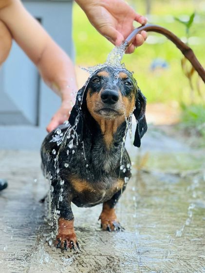 หาบ้านใหม่พ่อพันธุ์มินิดัชชุน รูปที่ 2