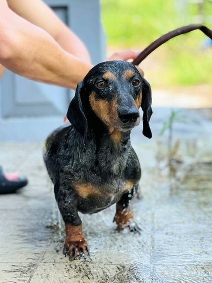 หาบ้านใหม่พ่อพันธุ์มินิดัชชุน รูปที่ 3