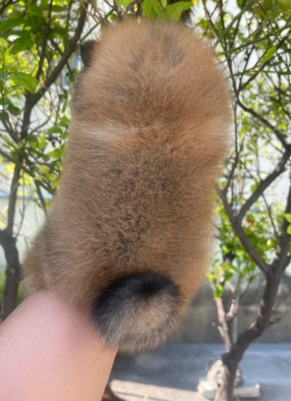 ปอมแท้ รูปที่ 5