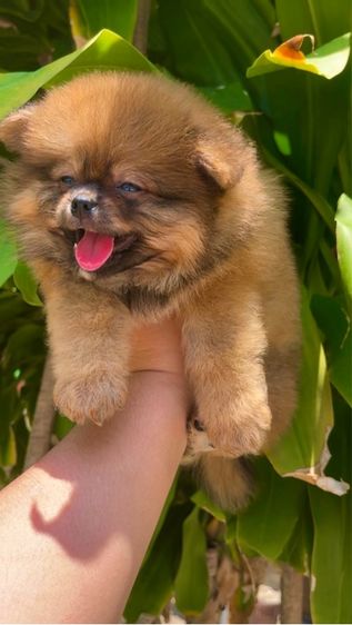 ปอมเมอเรเนียน (Pomeranian) เล็ก ปอมแท้