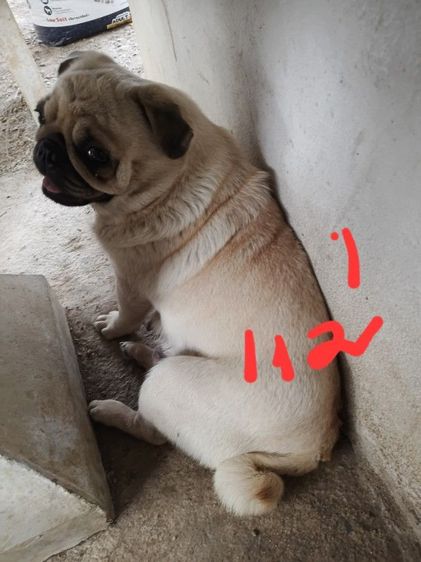 ปั๊ก (Pug) กลาง ขายลูกสุนัขพันธ์ุปั๊ก
