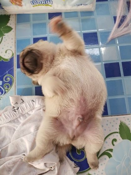 ขายลูกสุนัขพันธ์ุปั๊ก รูปที่ 3