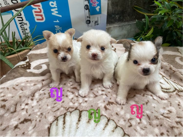 ชิวาวา (Chihuahua) เล็ก น้องชิขนยาว เด็กหญิง
