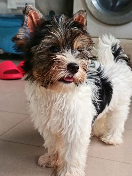 ยอร์คเชียร์ เทอร์เรีย (Yorkshire Terrier) เล็ก บีเวอร์ยอรคเชียร ยอร์คเชียร์3สี ยอร์คเชียร์แท้  ผู้หญิง
