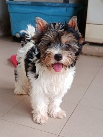 บีเวอร์ยอรคเชียร ยอร์คเชียร์3สี ยอร์คเชียร์แท้  ผู้หญิง รูปที่ 5