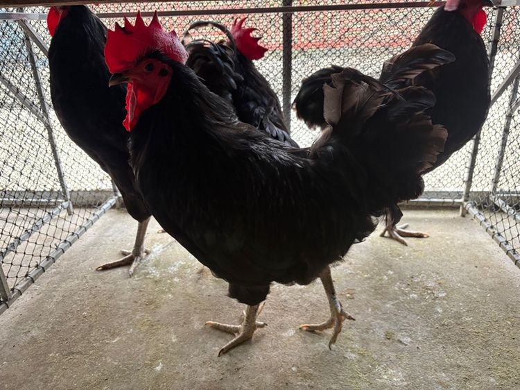 พ่อพันธุ์ไก่ออสตราลอป