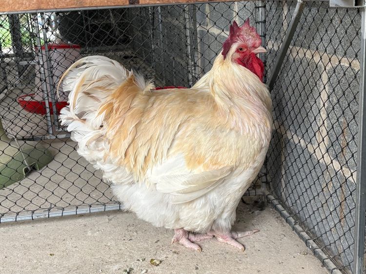 พ่อพันธุ์ไก่ออพิงตัน