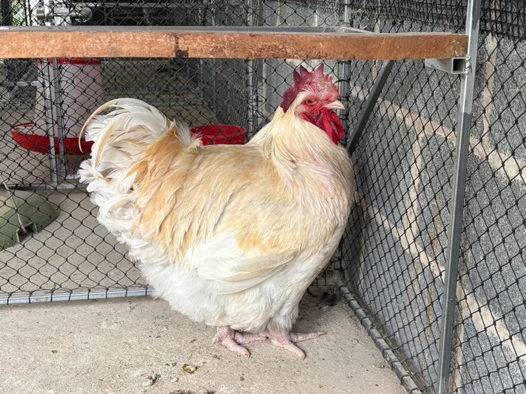 พ่อพันธุ์ไก่ออพิงตัน รูปที่ 2