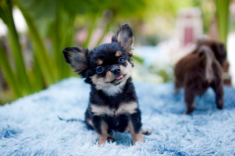 ชิวาวา รูปที่ 9