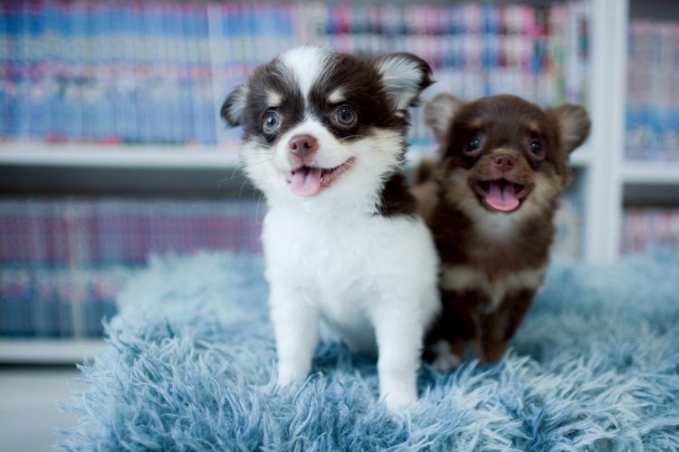 ชิวาวา รูปที่ 7