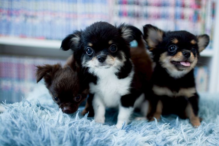 ชิวาวา รูปที่ 16