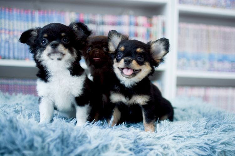 ชิวาวา รูปที่ 5