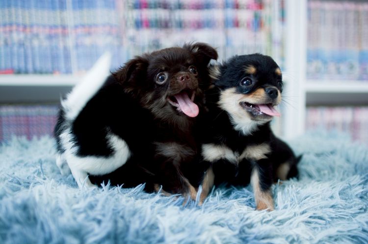 ชิวาวา รูปที่ 4