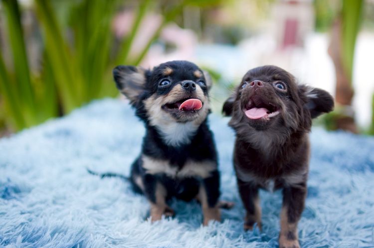 ชิวาวา รูปที่ 8