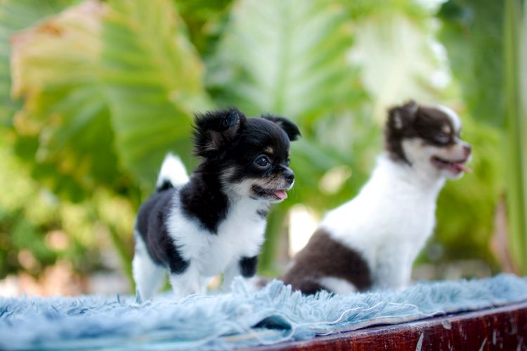 ชิวาวา รูปที่ 13