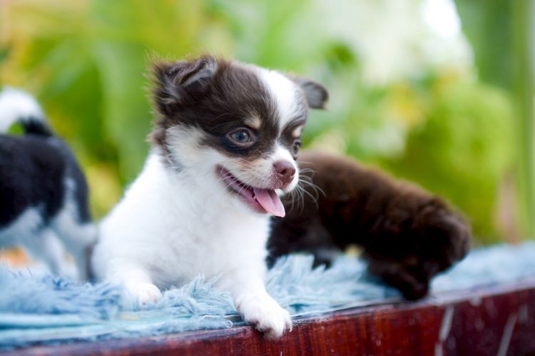 ชิวาวา รูปที่ 12