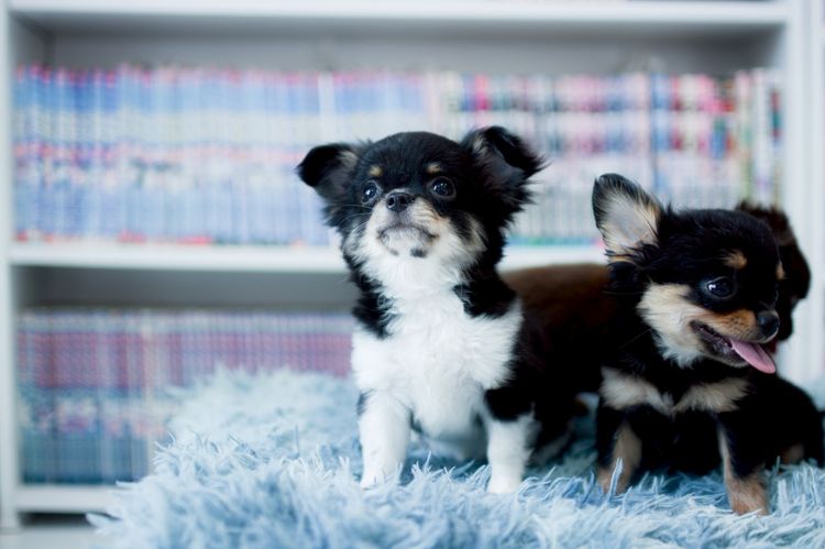 ชิวาวา รูปที่ 18