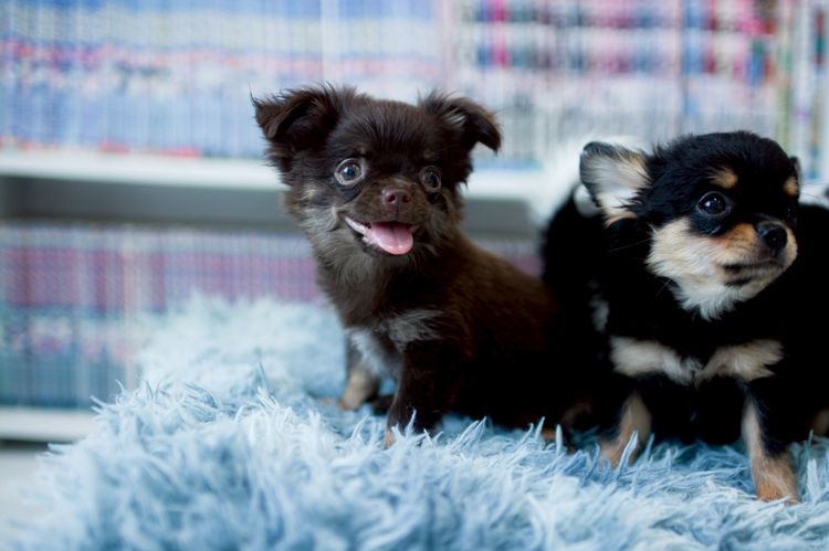 ชิวาวา รูปที่ 3