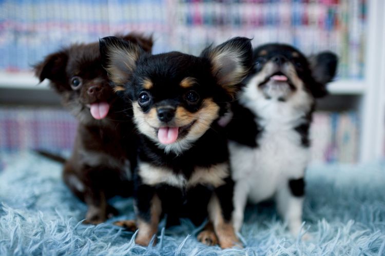 ชิวาวา (Chihuahua) เล็ก ชิวาวา