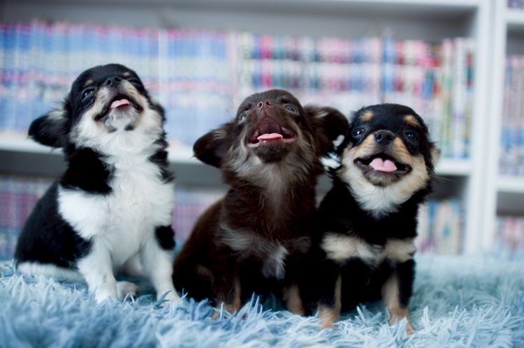 ชิวาวา รูปที่ 2