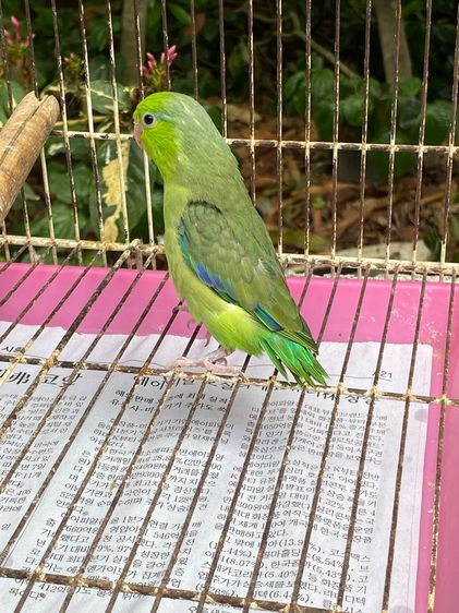 กรีน รูปที่ 2