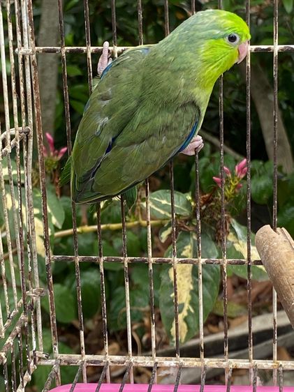 กรีน รูปที่ 3