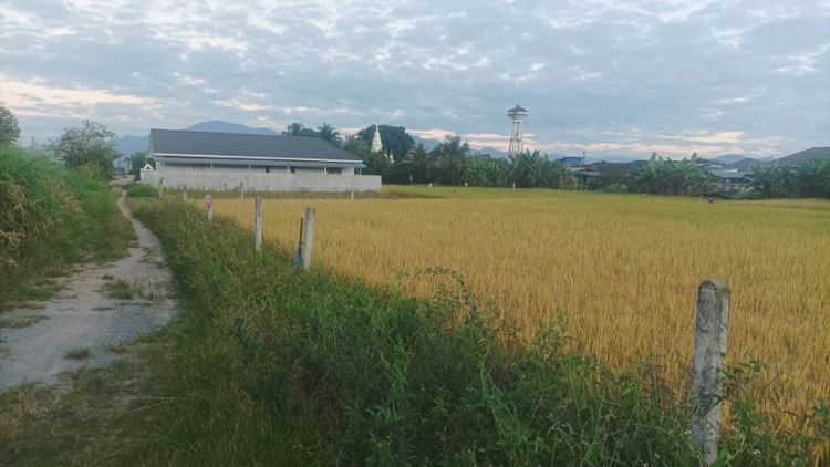 ไม่ใช่ ขายที่ดินพร้อมโฉนด ตรงข้ามวัดต้นโชคต้นโชค 2 งาน 15 ตารางวา อยู่ใกล้เทศบาลหนองบัว รูปที่ 2