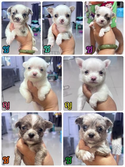 ชิวาว่า 10 ตัว