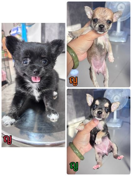 ชิวาว่า 10 ตัว รูปที่ 2