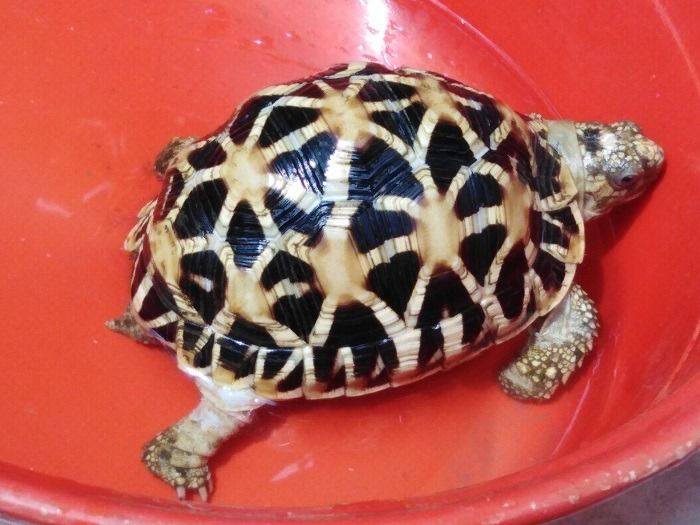 เต่าบก ดาวอินเดีย รูปที่ 2