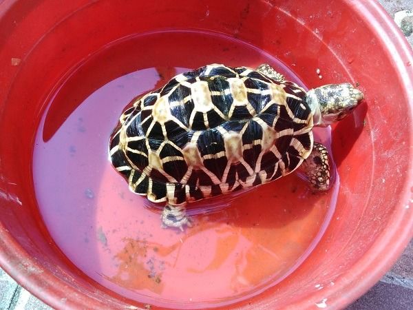 เต่าบก ดาวอินเดีย รูปที่ 3