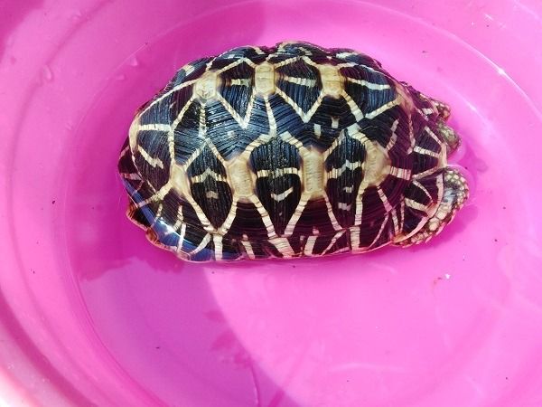 เต่าบก ดาวอินเดีย รูปที่ 4