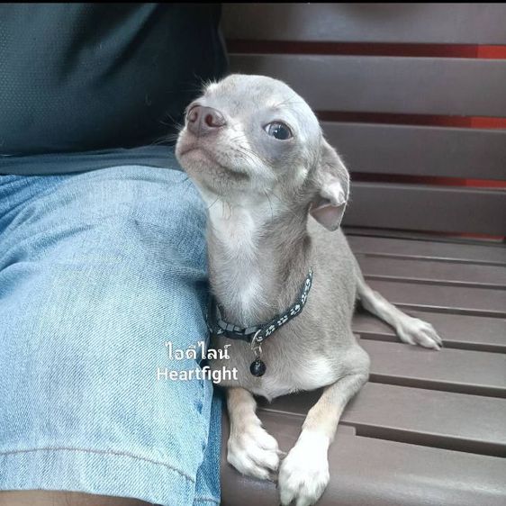 ชิวาวา (Chihuahua) เล็ก ชิวาว่า..หนุ่มแบ่งเลี้ยง