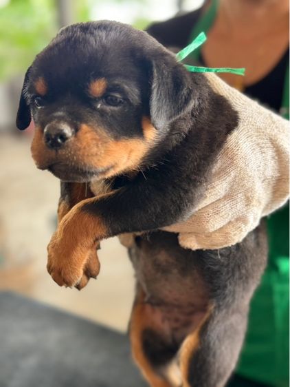 ร็อตไวเลอร์ (Rottweiler) เล็ก ลูกสุนัข