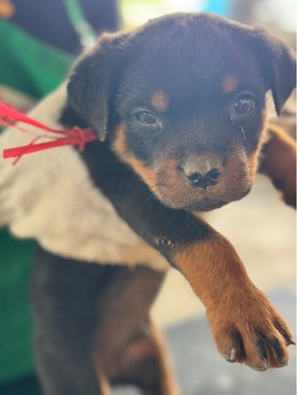 ลูกสุนัข รูปที่ 4