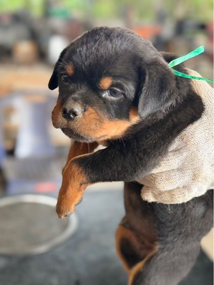 ลูกสุนัข รูปที่ 3