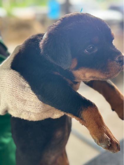 ลูกสุนัข รูปที่ 12