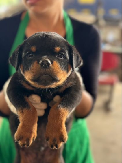 ลูกสุนัข รูปที่ 2