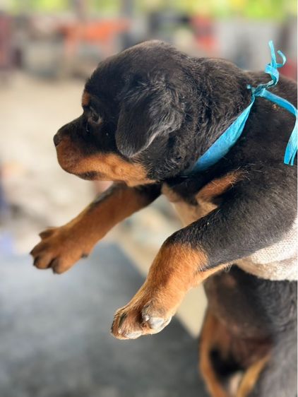 ลูกสุนัข รูปที่ 13