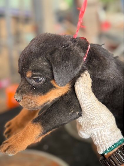 ลูกสุนัข รูปที่ 5