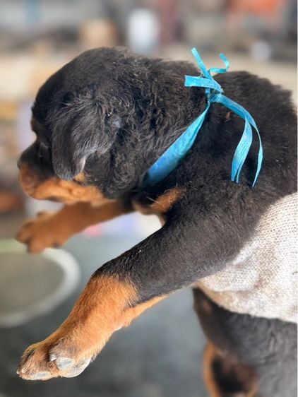 ลูกสุนัข รูปที่ 14