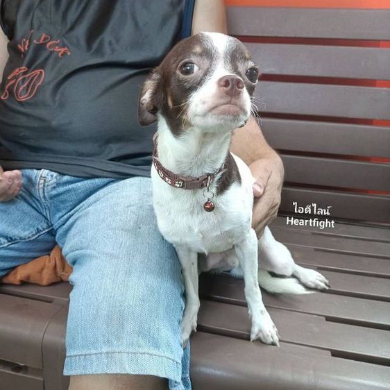 ชิวาวา (Chihuahua) เล็ก ชิวาว่า..หนุ่มแบ่งเลี้ยง