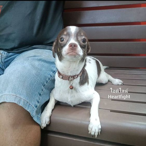 ชิวาว่า..หนุ่มแบ่งเลี้ยง รูปที่ 2