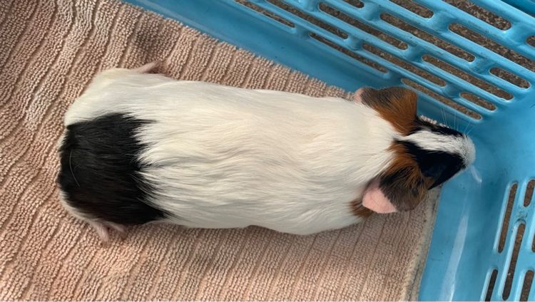 หนูแกสบี้ รูปที่ 3